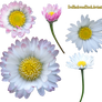 Daisy 2 PNG