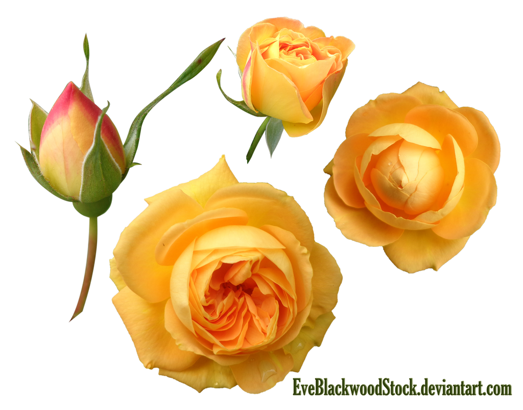 Yellow buds PNG by EveBlackwoodStock