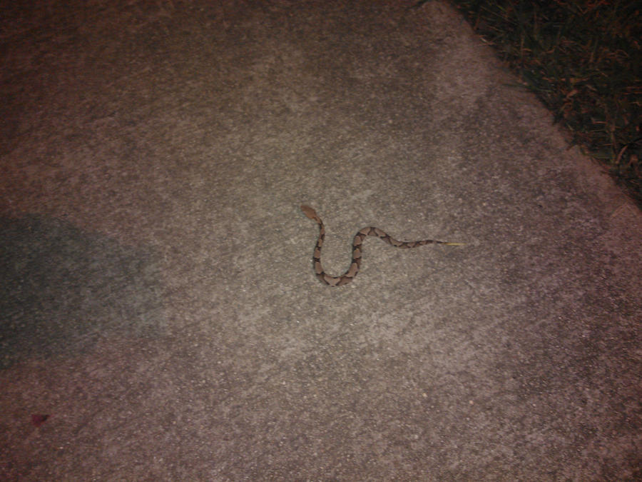 Baby Copperhead By Bleedswhenshot On Deviantart Baby Copperhead By Bleedswhenshot On Deviantart