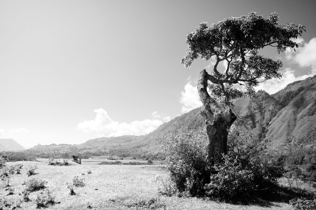 A Toba Tree