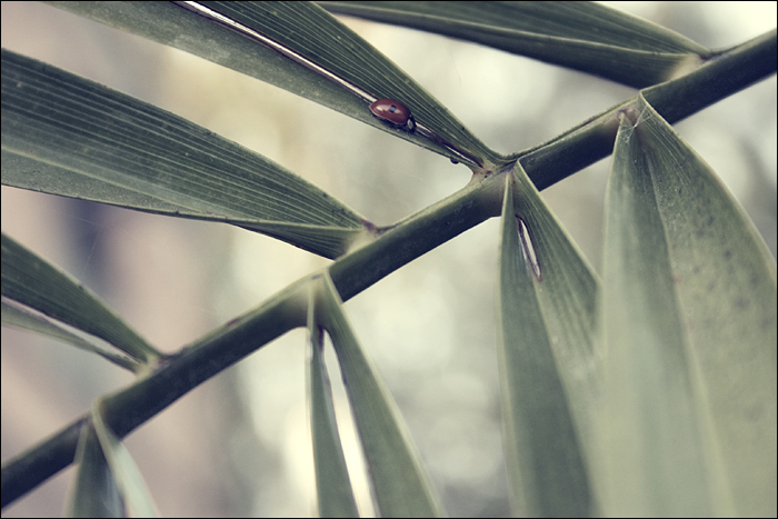 Ladybug