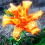 Orange Blossom