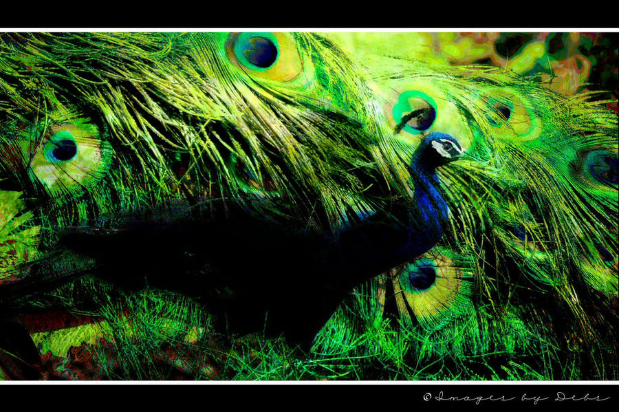 Peacock Inner Shell Inner Peacock by IBDebs on DeviantArt