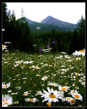 Les Fleurs Blanches