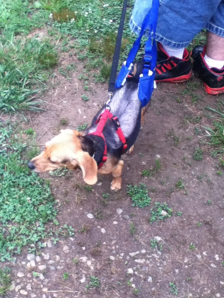 Buddy being walked