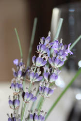 Lavender II