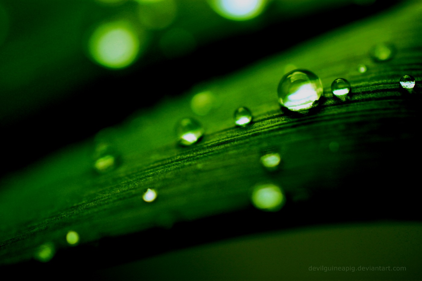 Water Drops 4