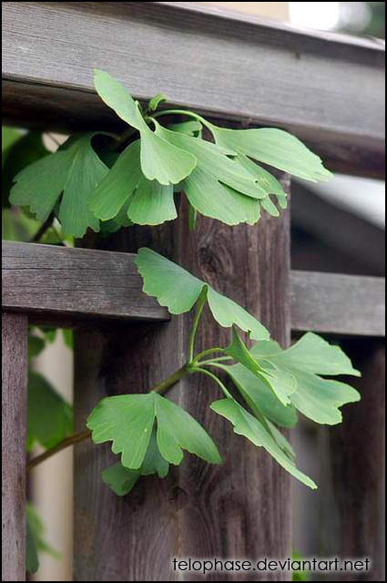 Ginkgo leaves at Koyasan