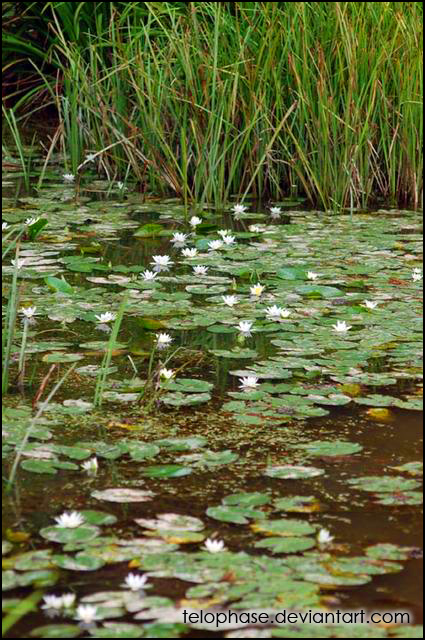 Water lilies