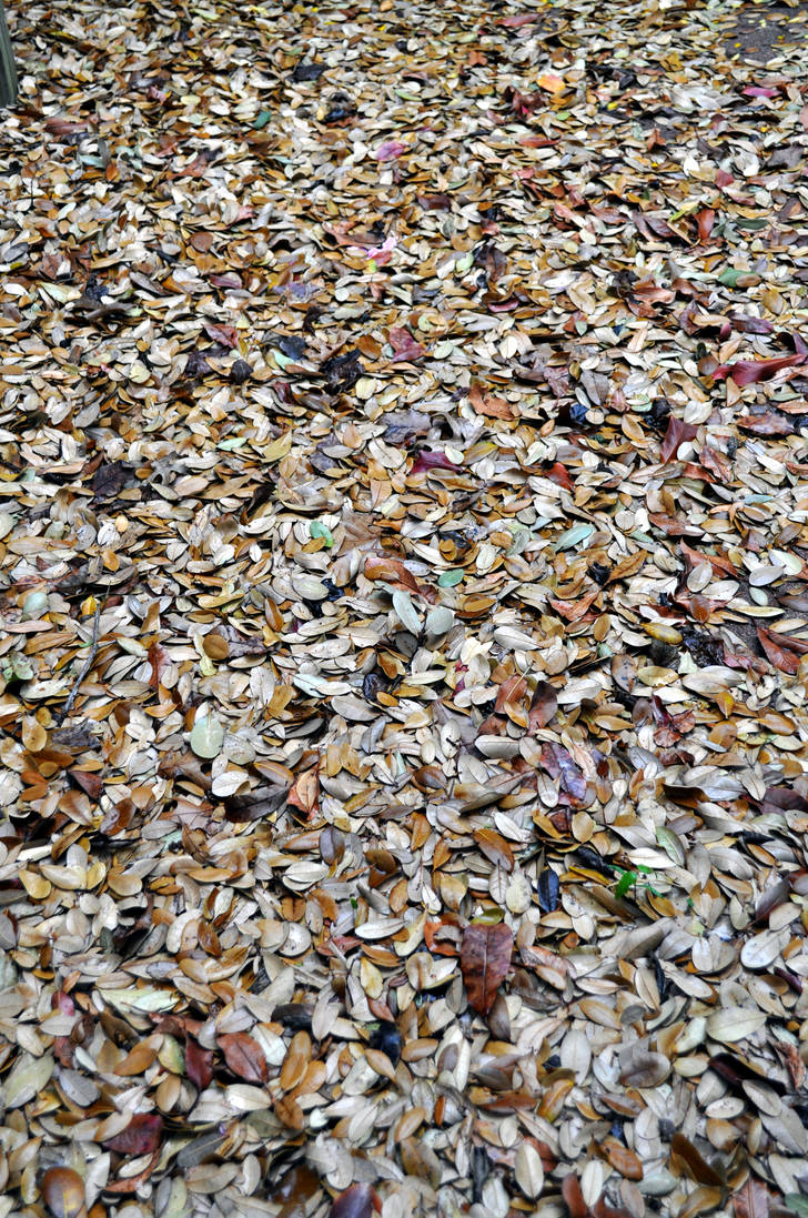 Stock - Leaves 02 by telophase