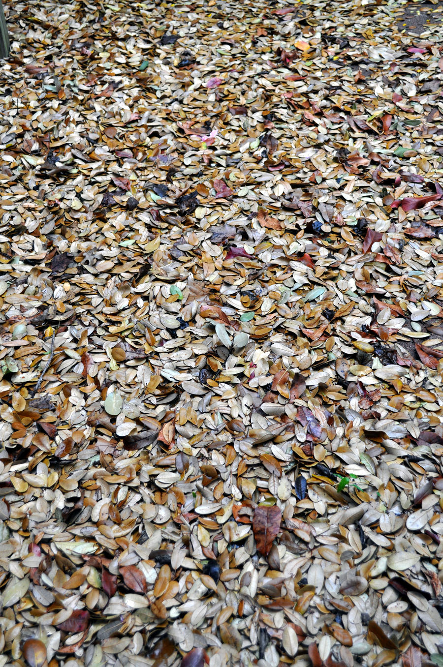 Stock - Leaves 02 by telophase