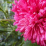 Pink Flower