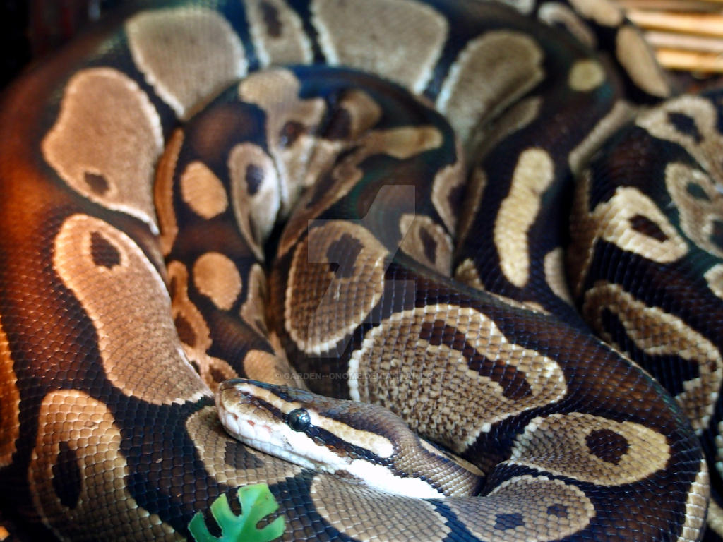 Python's In Your Garden Python by garden--gnome on DeviantArt