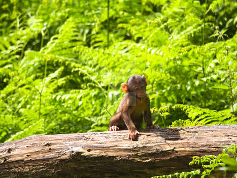 Baby Barbary Macaque