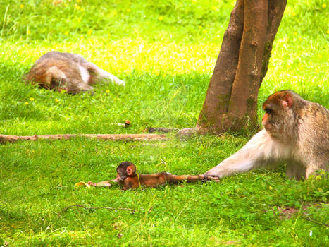 Barbary Macaque Parenting Techniques