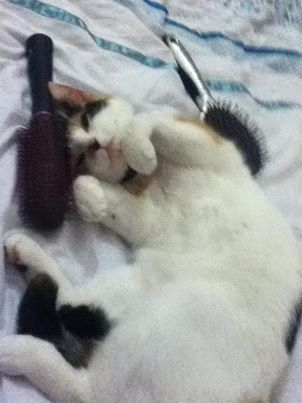 The cat who sleeps with brushes