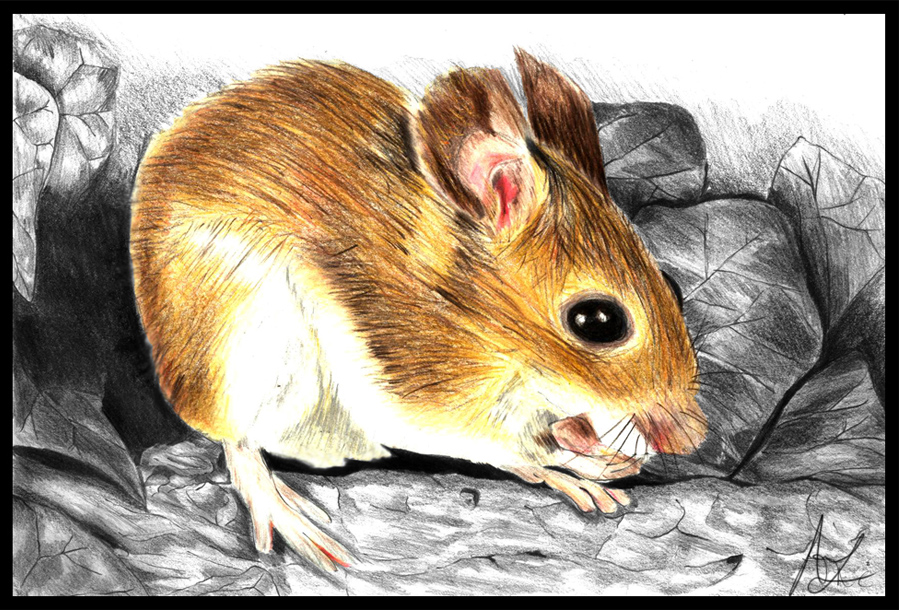 European Woodmouse