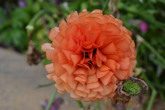 Orange frilly flower