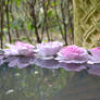 Flowers on Water reflection