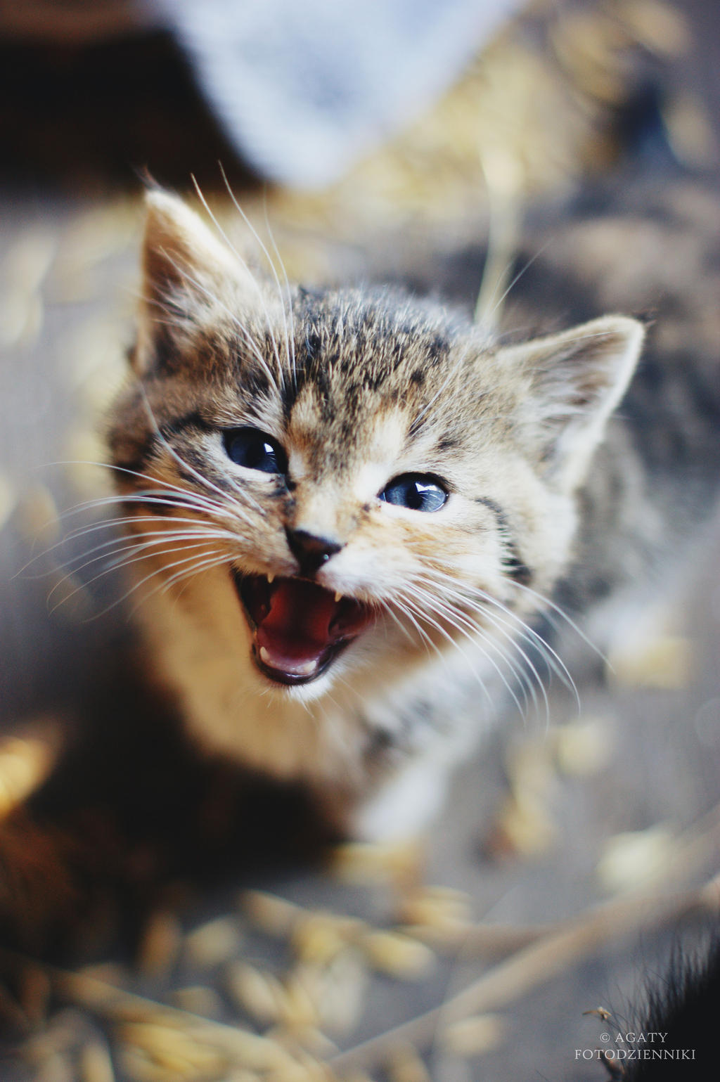 Not purr purr by agatyfotodzienniki on DeviantArt