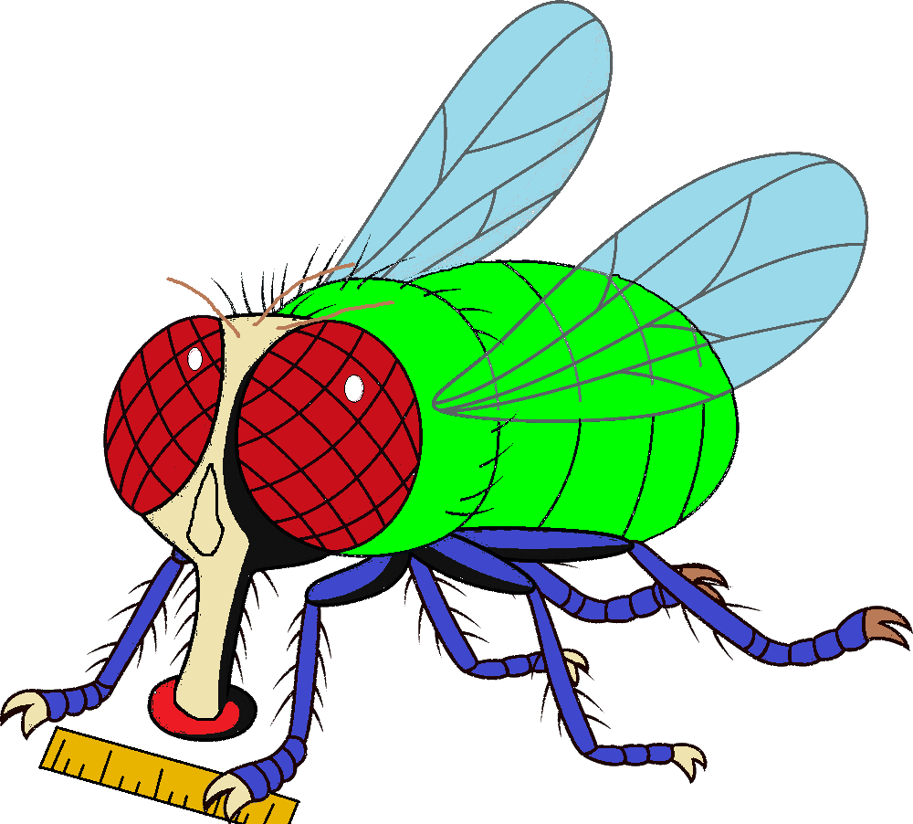 Flying Baldi fly baldi by ToonsTheGamerYT on DeviantArt