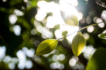 Leaves and stuff