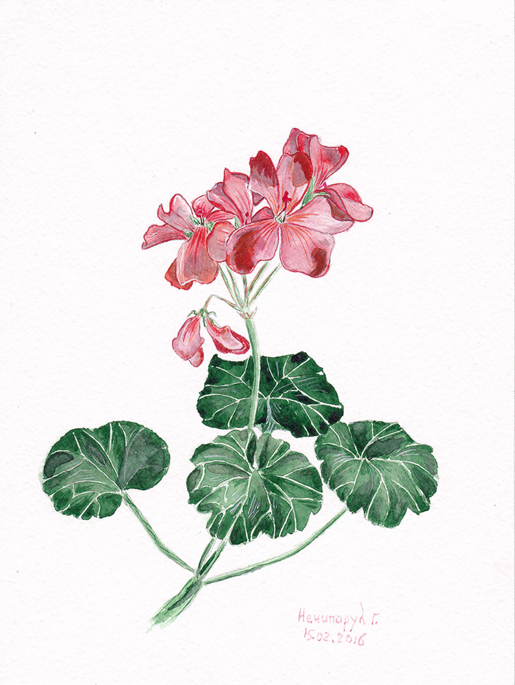 Geranium