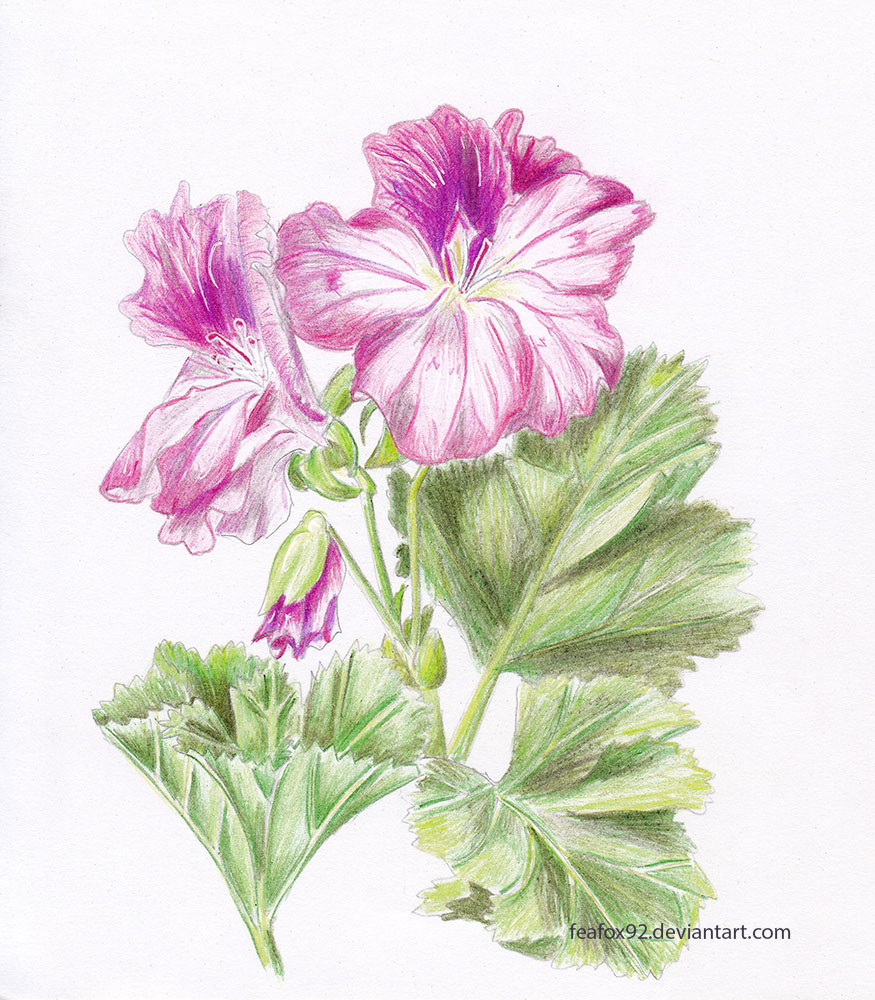 Royal geranium