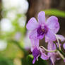 Purple Orchid