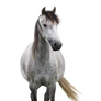 Grey horse precut