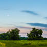 Texas Meadow at Dusk