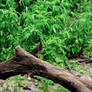 Green Heron Short