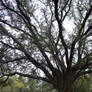 Tree 001