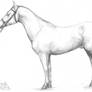 American Quarter Horse