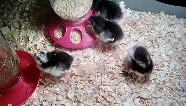 Astralorp chicks