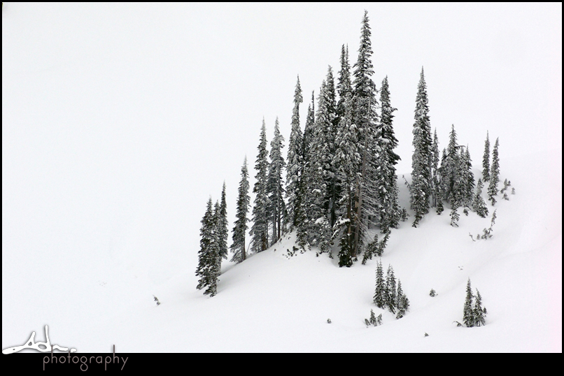 snow trees