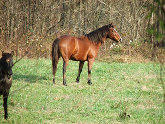 WILD HORSES IN MAY