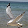 Seagull