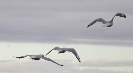 flying seagulls stock