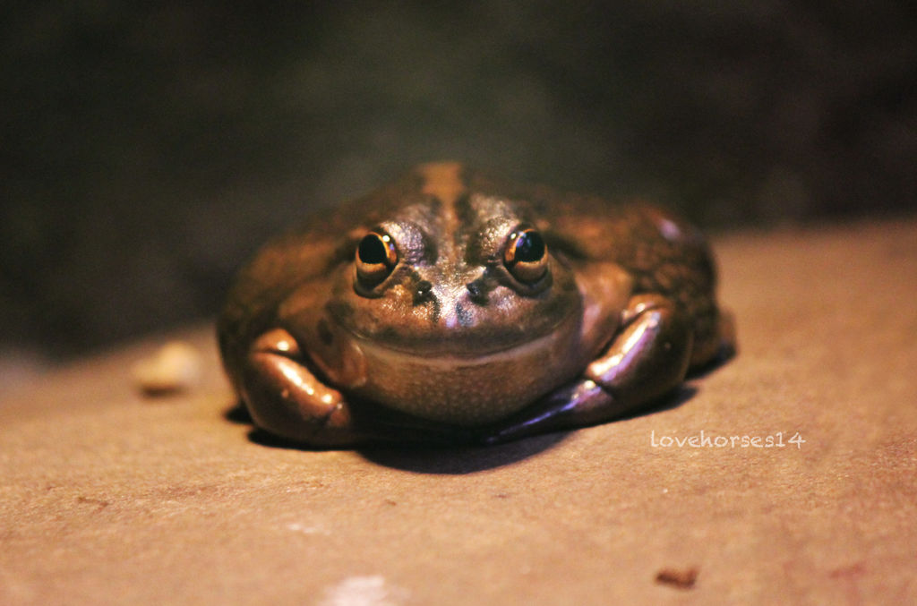 Happy frog