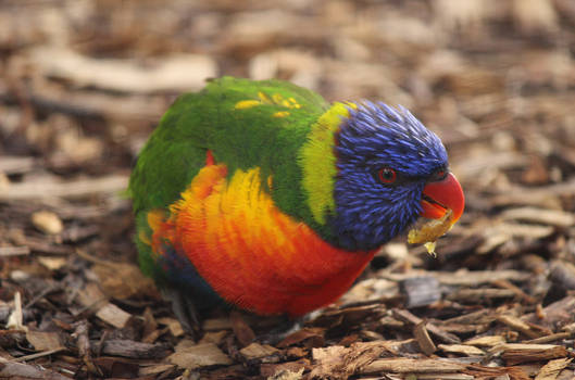 Lorikeet