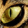 Cats Eye