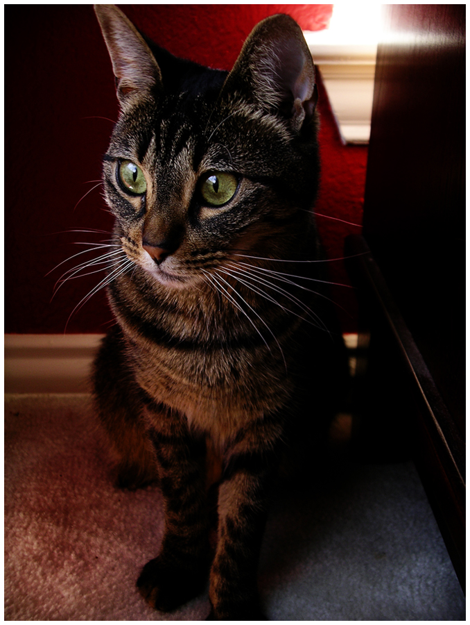 green eyes, red bedroom