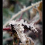 Cold Morning