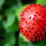 Wild Strawberry
