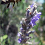 Bee Attack