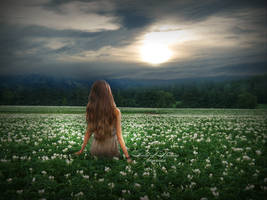 Field of Flowers