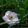 Flower of Bindweed