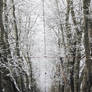 White Tree's