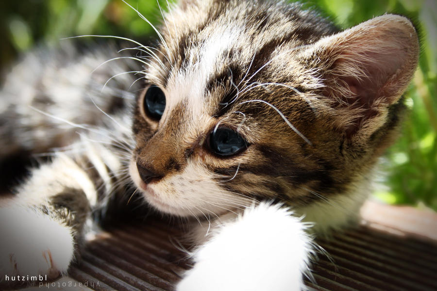 Pure cuteness